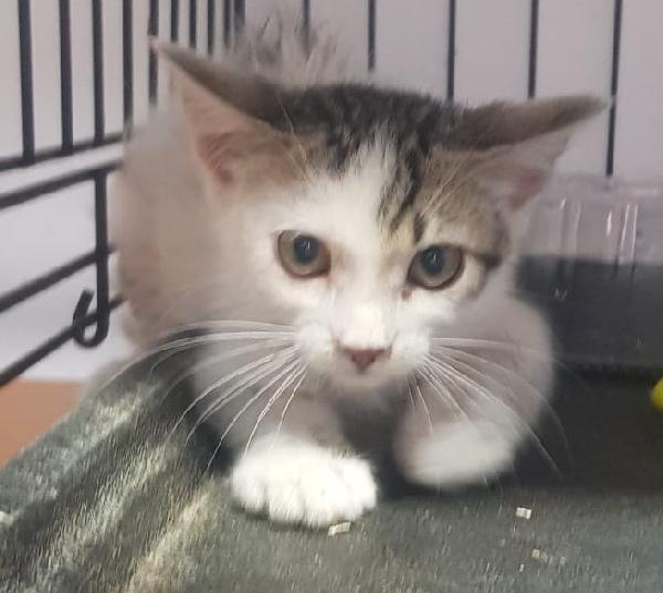 Pepe, (Maggio 2025) Molto Coccolone